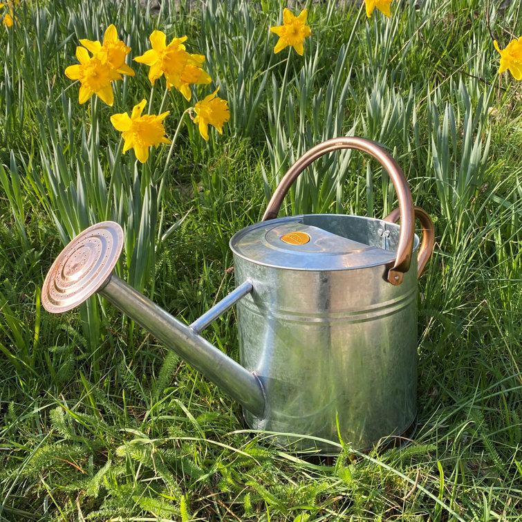 Selections 9 Litre Watering Can Wayfair.co.uk
